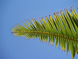 棕櫚,片,手掌