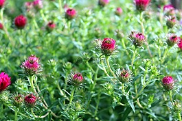 marcinki,阿斯特拉,鲜花