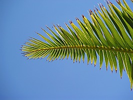 手掌,片,棕櫚