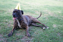 staffy,狗,生日