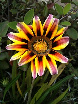 花,性質(zhì),花園
