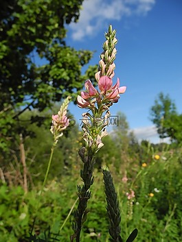 花,開花,粉色