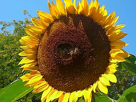 太陽花,夏季,廠