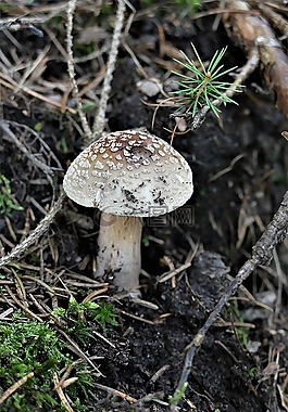 perlpilz,森林,森林蘑菇