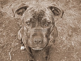 staffy,狗,brindle
