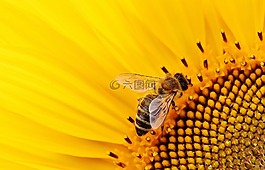 太陽花,蜜蜂,夏季