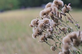 薊,花,秋