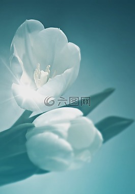 花卉,郁金香,植物