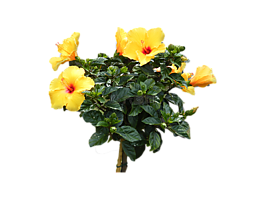 芙蓉,黄色,鲜花