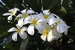 性質(zhì),花,花卉園