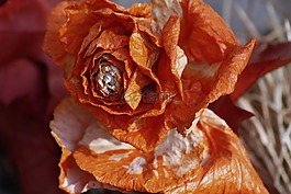 玫瑰,trockenblume,花