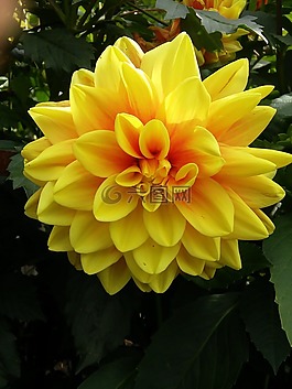 性質(zhì),廠,花