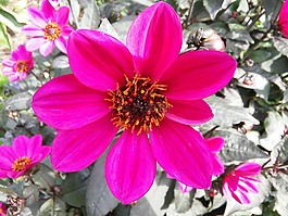 花,廠,性質(zhì)