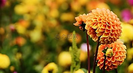 嬌琴紗,大麗花,秋季