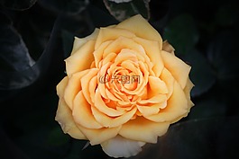 玫瑰,關閉,花