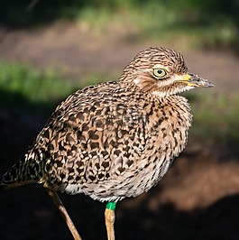 鳥(niǎo),動(dòng)物園,瓦倫西亞