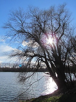 湖,性質(zhì),樹