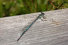 蜻蜓,性質(zhì),木