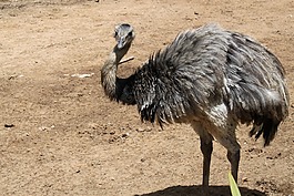 鴕鳥(niǎo),性質(zhì),動(dòng)物園