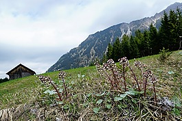 草地,山,阿爾高