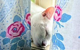 貓,貓咪,動(dòng)物