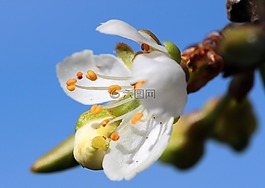 芽,鲜花,梅花