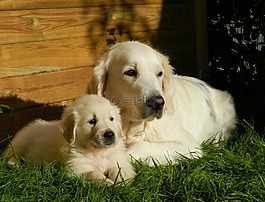 狗,小狗,金毛獵犬
