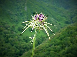 蓟,野生草药,野草