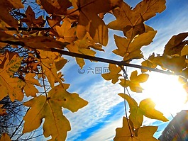 樹,分支機構,秋季