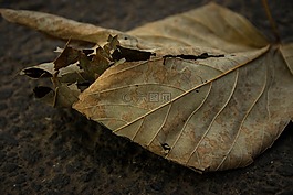 葉,樹干,枯萎