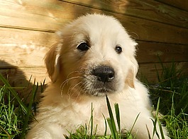 小狗,金毛獵犬,動物