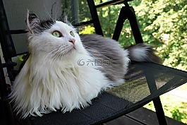 西伯利亚的猫,观察,请注意