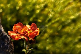 開花,橙,花