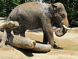 象,動(dòng)物園,年輕