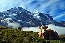 高山,瑞士,山