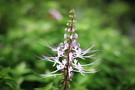 花,開花,盛開