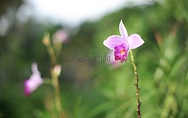 花,植物區(qū)系,自然