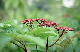 花,植物区系,春