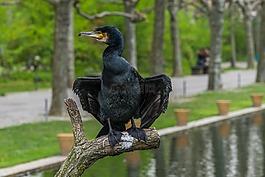 鳥,鸕鶿,翼