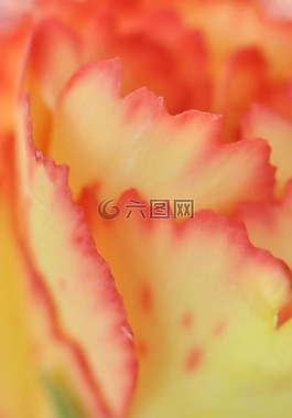 花瓣,花,宏