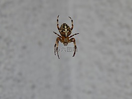 蜘蛛,昆蟲,節(jié)肢動物