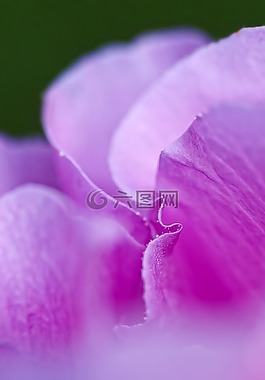 花瓣,紫,花