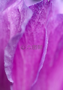 花瓣,紫,花