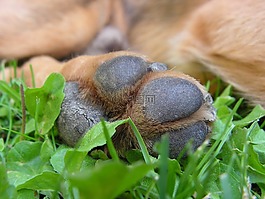 爪子,狗,腳