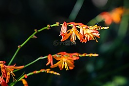 花,蟲,紅色花
