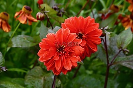 花,開花,花園