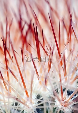 仙人掌,絞痛,花