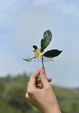 茶花,茶葉,茶