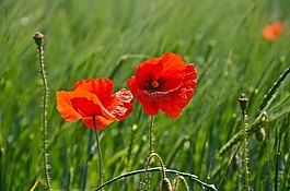 klatschmohn,紅色,罌粟