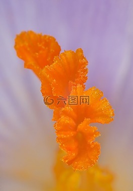 雄蕊,藏紅花,橙色